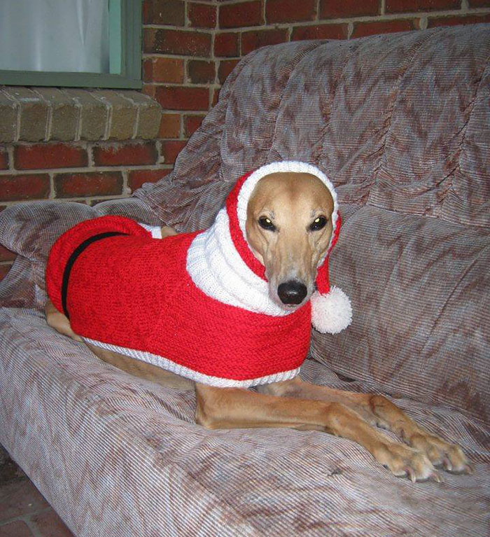 abandoned-greyhounds-christmas-sweaters-knitted-with-love-jan-brown-5